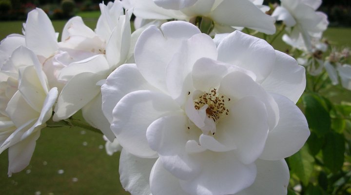 Wellwood Farm - Trymore Cottage