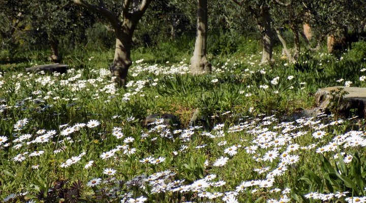 The Olive Grove