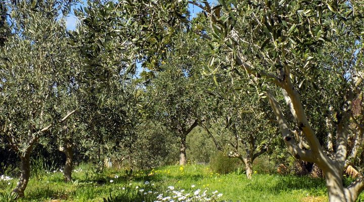 The Olive Grove