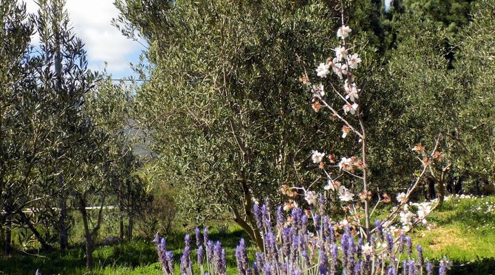 The Olive Grove
