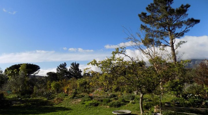 The Olive Grove