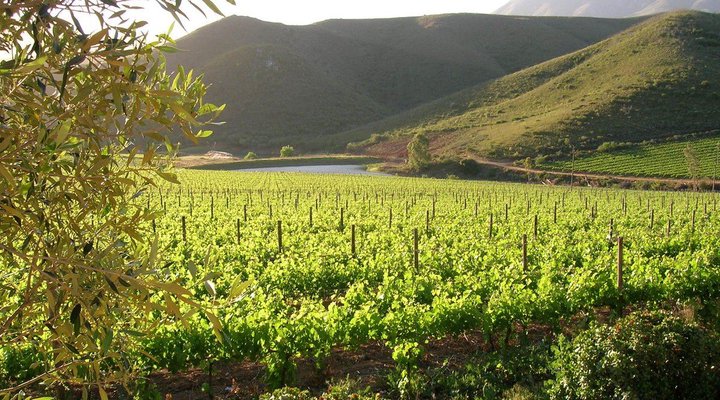 Olyfenbosch Cottages