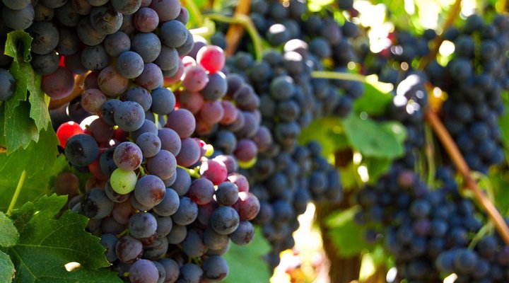 Olyfenbosch Cottages