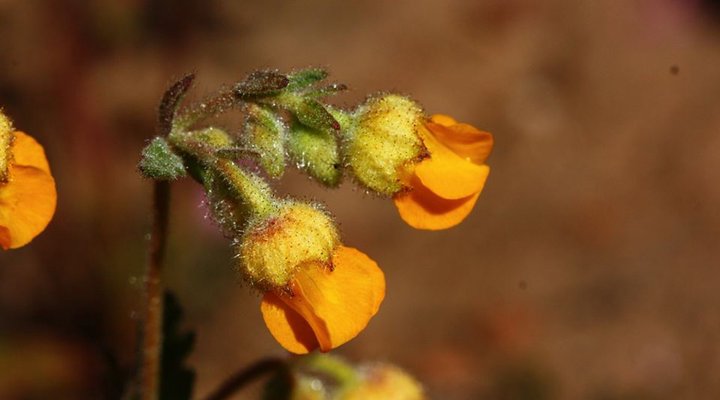 Haarwegskloof Renosterveld Reserve