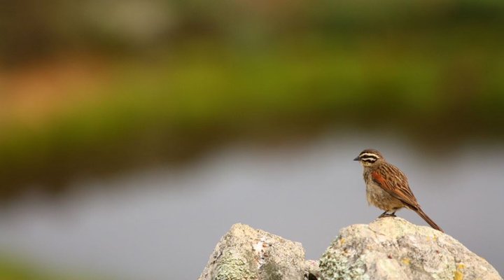 Haarwegskloof Renosterveld Reserve