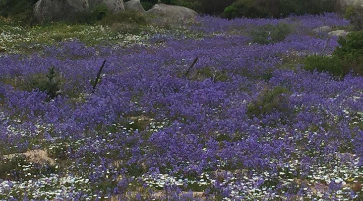 At the Rocks Guesthouse
