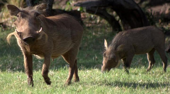 Thaba Monate Bush Destination