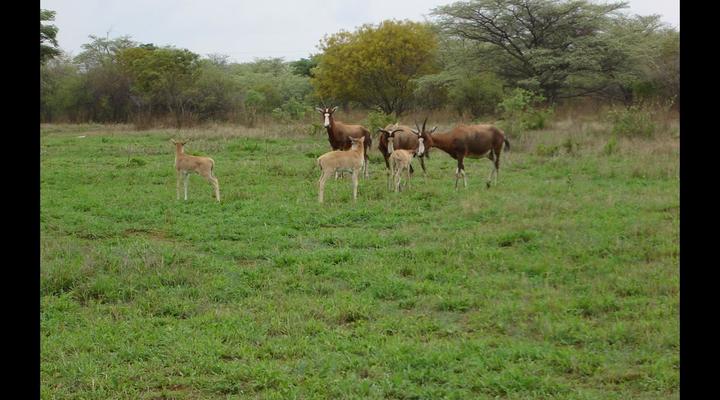 Thaba Lenaka Guestfarm