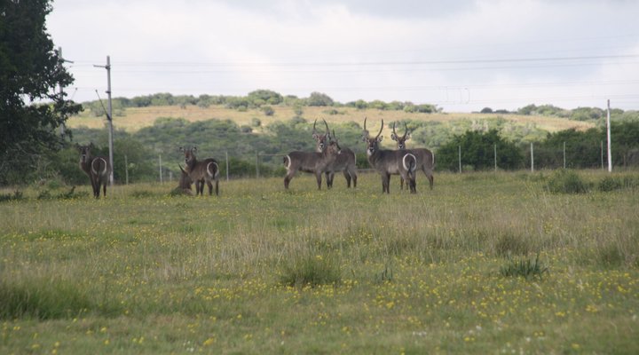 TiPi Bush Camp
