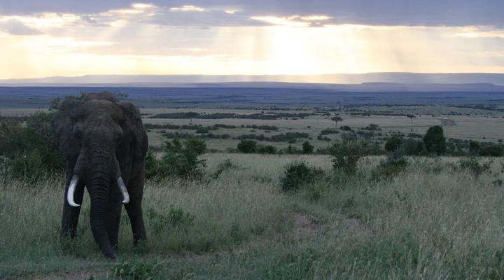 The Nubian In The Mara
