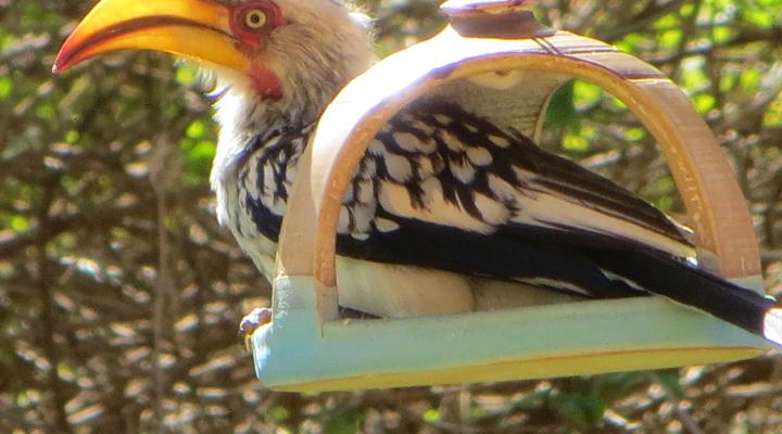 Phokoje Bed and Breakfast