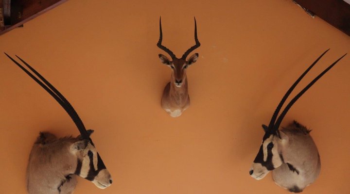 Lili Bush Guesthouse