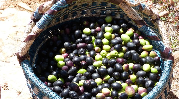 Pakya - The Little Olive Farm
