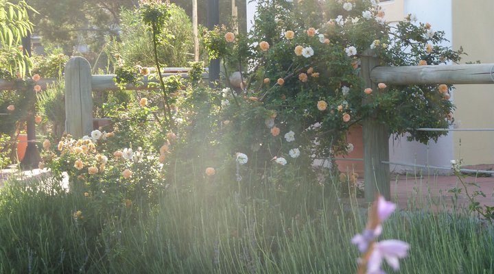 Pakya - The Little Olive Farm