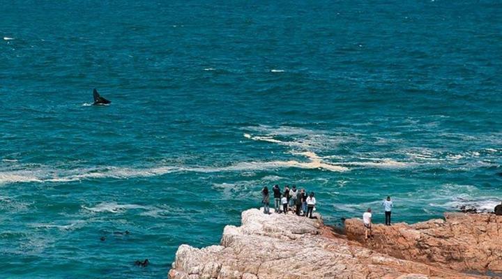 1 Day Whale & Wine Adventure