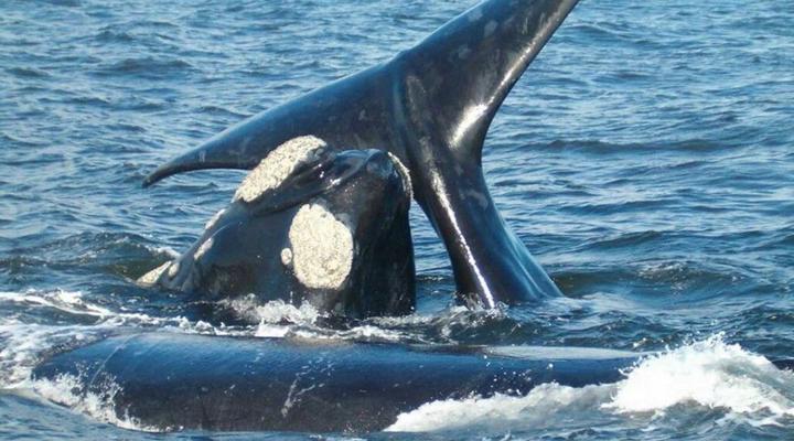 1 Day Whale & Wine Adventure