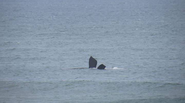 1 Day Whale & Wine Adventure