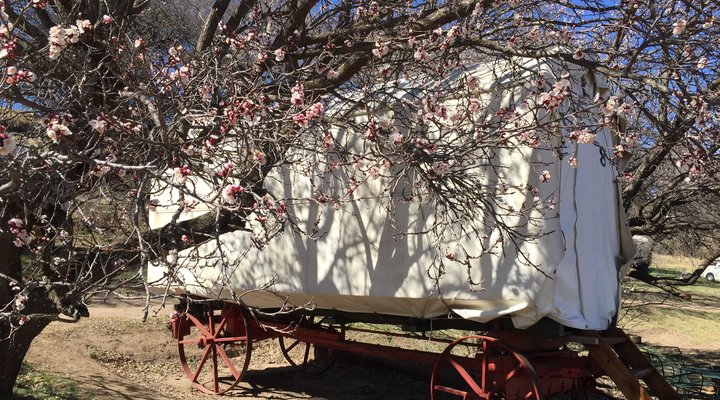 Clarens Ox-wagon Camp