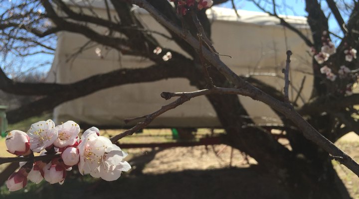 Clarens Ox-wagon Camp