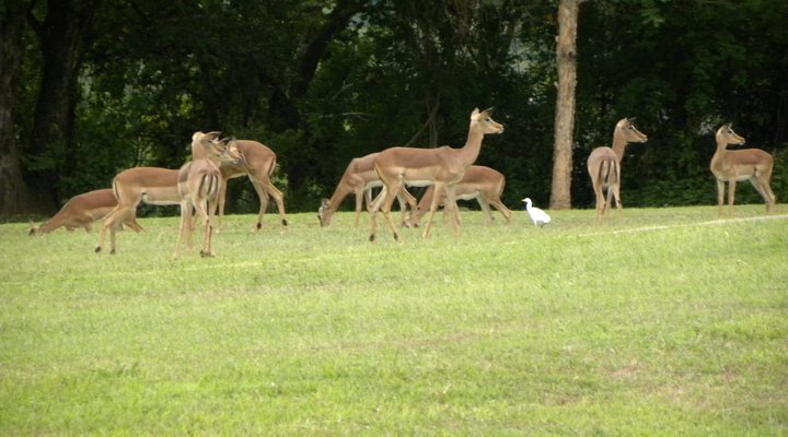 Kruger Park Lodge 514