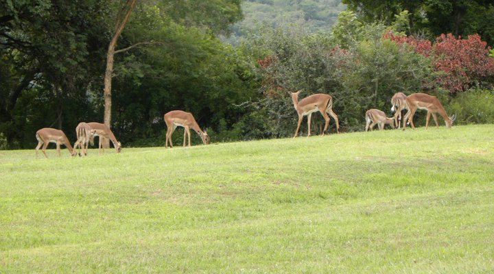 Kruger Park Lodge 514