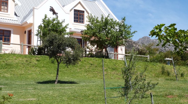 Pakya - The Little Olive Farm
