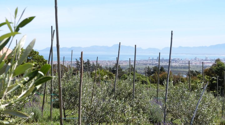 Pakya - The Little Olive Farm