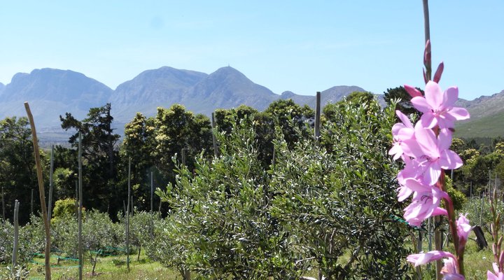 Pakya - The Little Olive Farm
