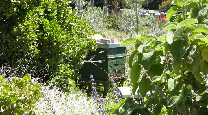 Pakya - The Little Olive Farm