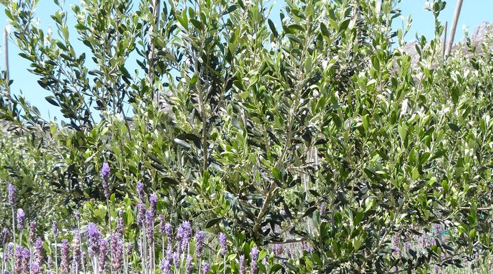 Pakya - The Little Olive Farm