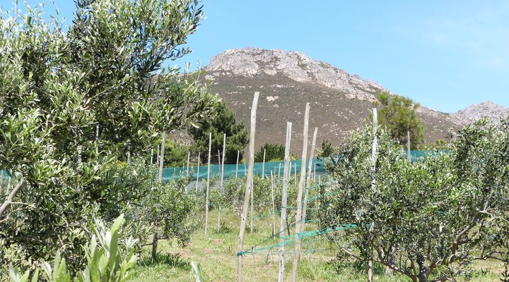 Pakya - The Little Olive Farm
