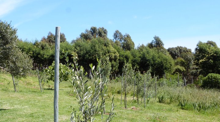 Pakya - The Little Olive Farm