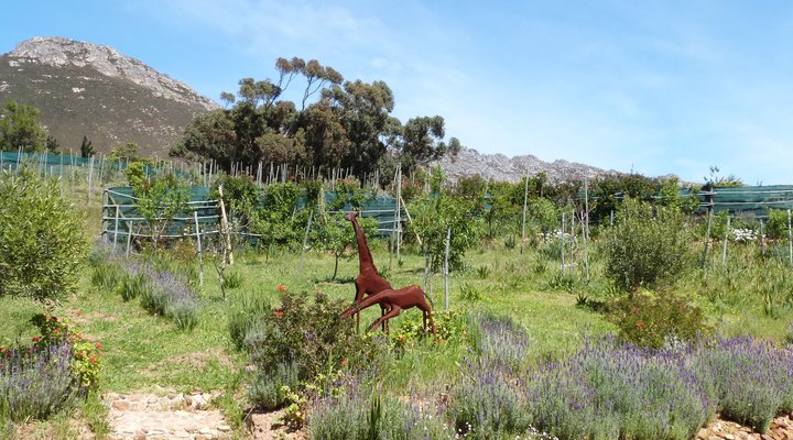 Pakya - The Little Olive Farm