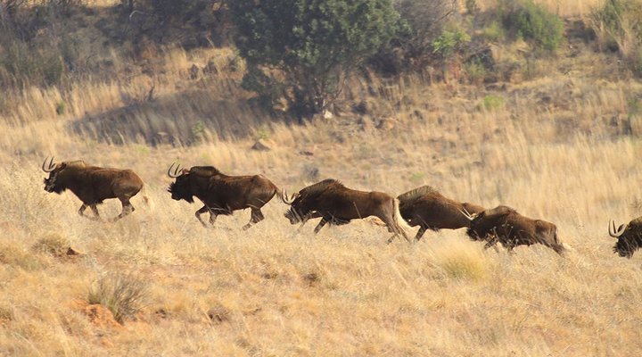 Kwaggaskop Game Farm