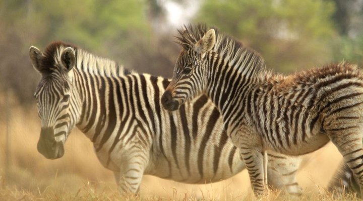 Kwaggaskop Game Farm