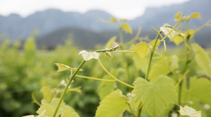 Esperance Farmstay - Vineyard House