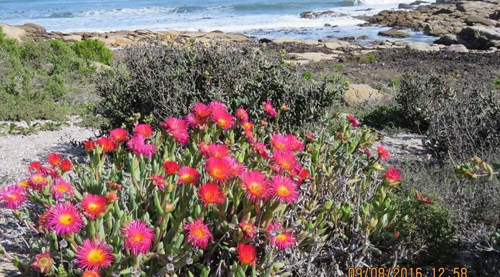 Namaqua Silver Sands