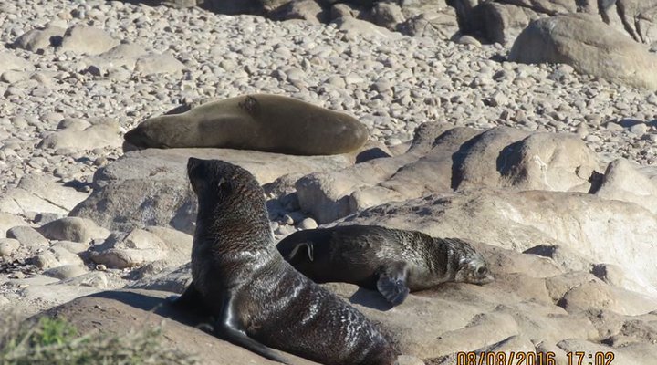 Namaqua Silver Sands