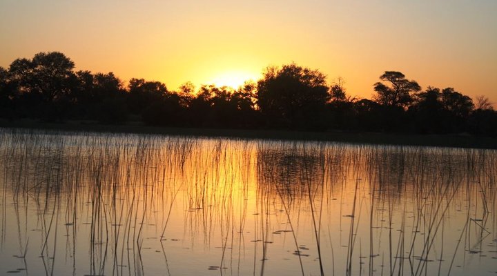 Hippo Island Okavango Delta