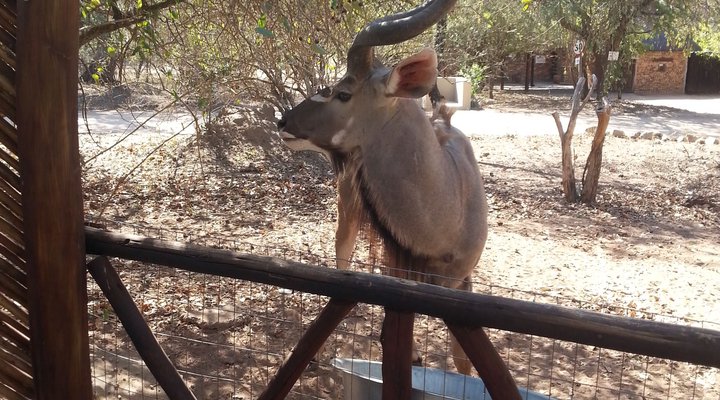 Bateleur Bush Lodge