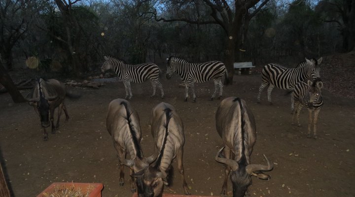 Rafiki's Resthouse