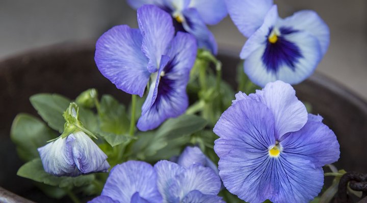 Little Liberty Apartment