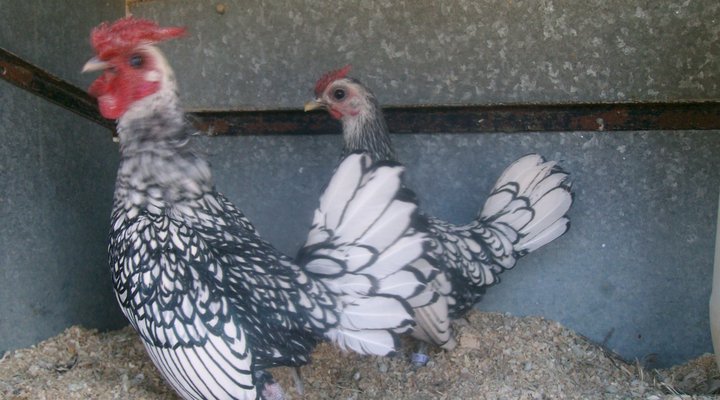 De Oude Pastorie Victoria West