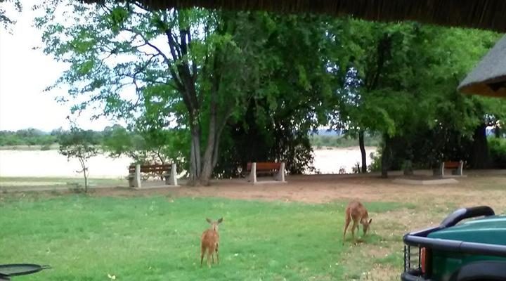 Kruger Park Safari from Southern to Northern Kruger for 6 Nights