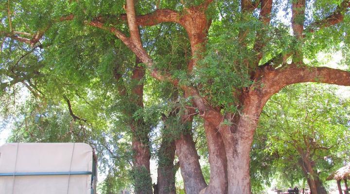 Kruger Park Safari from Southern to Northern Kruger for 6 Nights