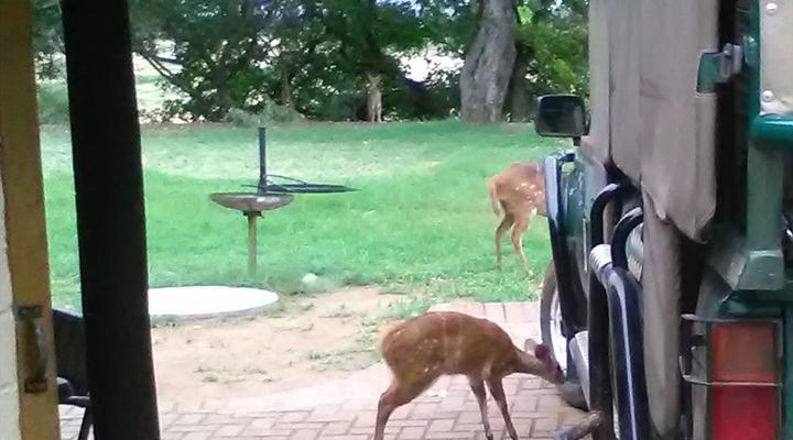 Kruger Park Safari from Southern to Northern Kruger for 6 Nights