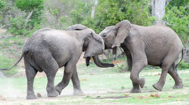 Kruger Park Safari from Southern to Northern Kruger for 6 Nights