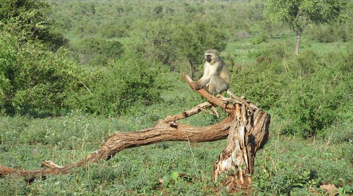 Kruger Park Safari from Southern to Northern Kruger for 6 Nights