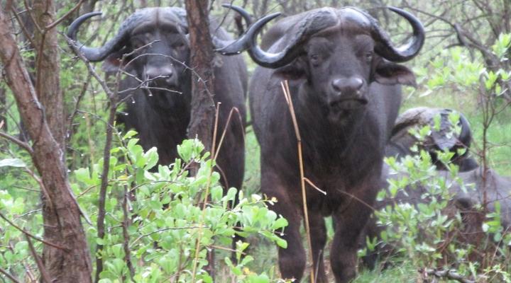 Kruger Park 2 Night Safari Get Away