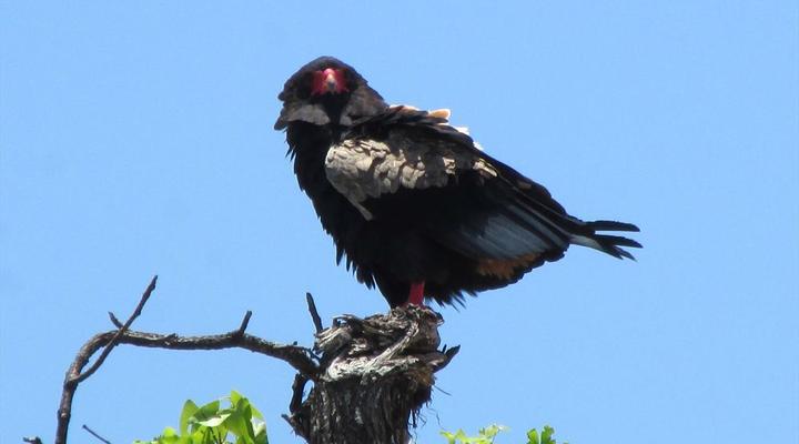 Kruger Park 2 Night Safari Get Away